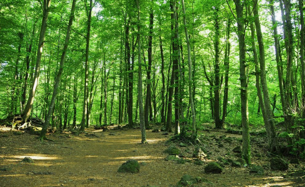 imagen medio ambiente